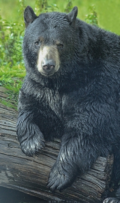 Woburn3-black Bear